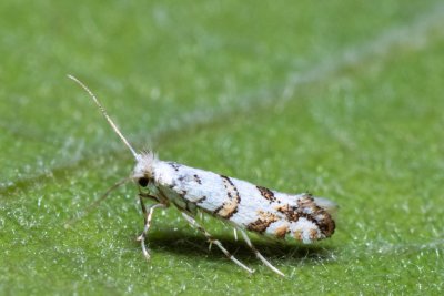 Phyllonorycter acerifoliella (klíněnka javorová)