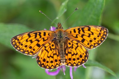 Boloria selene (perleťovec dvanáctitečný)