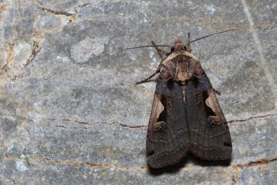 Xestia c-nigrum (osenice černé C)
