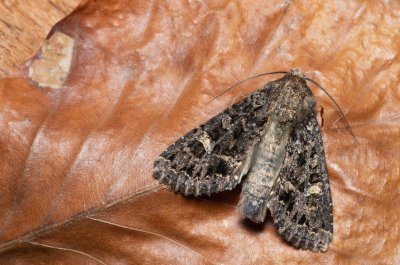 Apamea furva (šedavka temná)