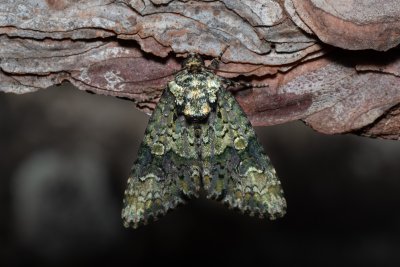 Craniophora ligustri (šípověnka jasanová)