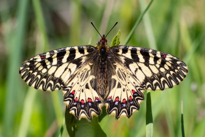 pestrokřídlec podražcový