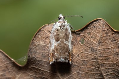 Ancylis laetana (-)