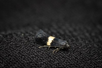 Elachista chrysodesmella (-)