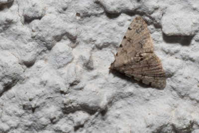 Metachrostis velox (-)