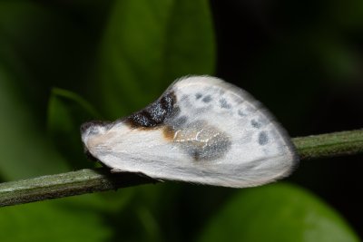 Cilix glaucata (srpokřídlec trnkový)