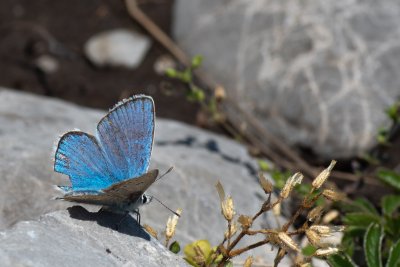 Polyommatus dorylas (modrásek komonicový)