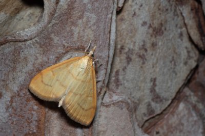 Anania crocealis (-)
