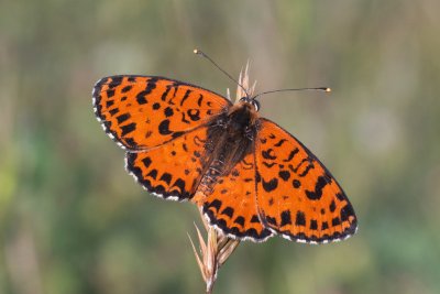Melitaea didyma (hnědásek květelový)