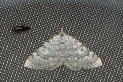 Scotopteryx bipunctaria (vlnočárník ožankový)
