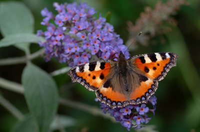 Aglais urticae (babočka kopřivová)