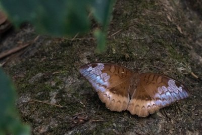 Euthalia monina (-)