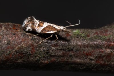 Eidophasia hufnagelii (-)