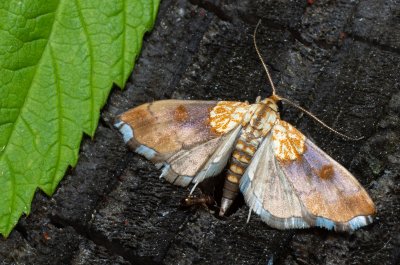 Agrotera nemoralis (zavíječ hajní)