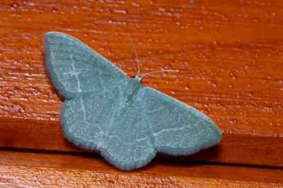 Chlorissa etruscaria (zelenopláštník smldníkový)