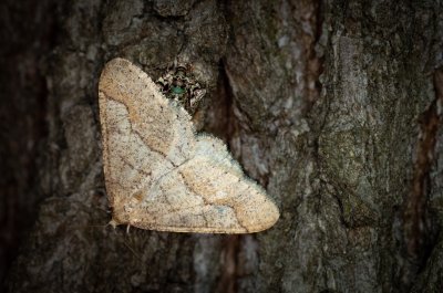 Agriopis marginaria (tmavoskvrnáč habrový)