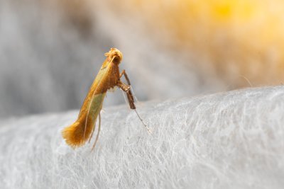 Caloptilia robustella (-)