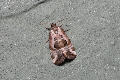 Elaphria venustula (blýskavka narůžovělá)