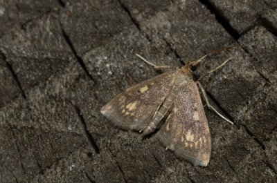 Anania stachydalis (zavíječ čistcový)
