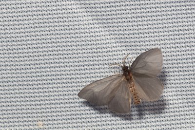 Sterrhopterix standfussi (vakonoš horský)