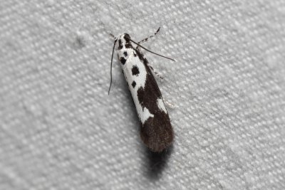Ethmia quadrillella (skvrnuška lesní)