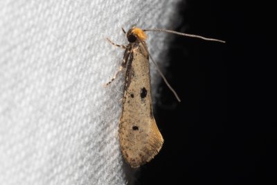 Tinea trinotella (mol trojtečný)