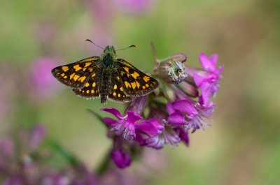 soumračník jitrocelový