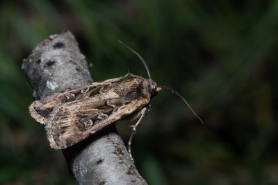 Euxoa sp.