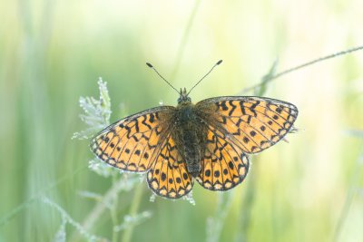 Boloria eunomia (perleťovec mokřadní)