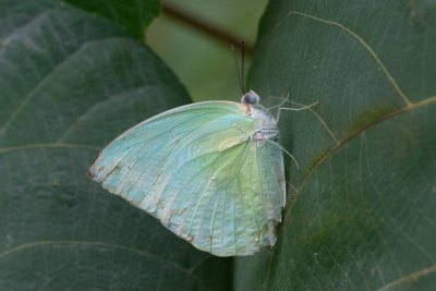 Catopsilia pomona (-)
