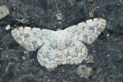 Scopula submutata (-)