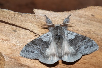 Calliteara pudibunda (štětconoš ořechový)