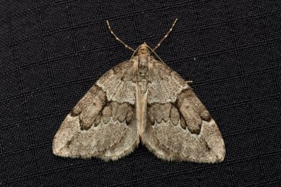 Thera juniperata (píďalka jalovcová), Žebětín