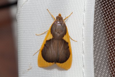 Prooedema inscisalis (-)