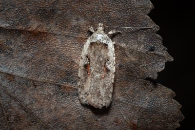 Agonopterix ocellana (plochuška vrbová)