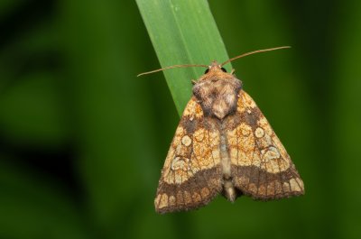 Gortyna flavago (šedavka diviznová)