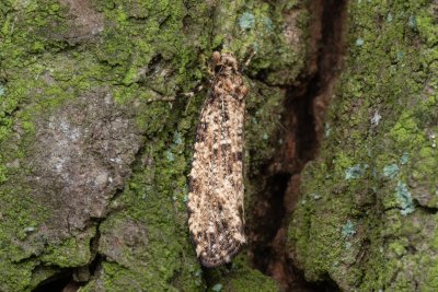Morophaga choragella (mol horský)