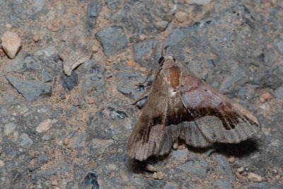 Hadennia kimae (-)