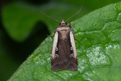 Ochropleura plecta (osenice čekanková)