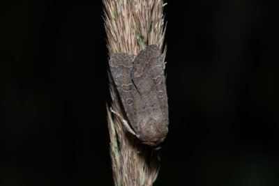 Hoplodrina blanda (blýskavka pampelišková)