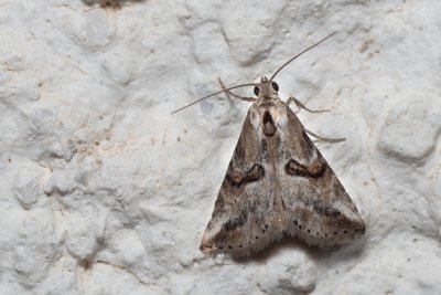 Zebeeba falsalis (-)