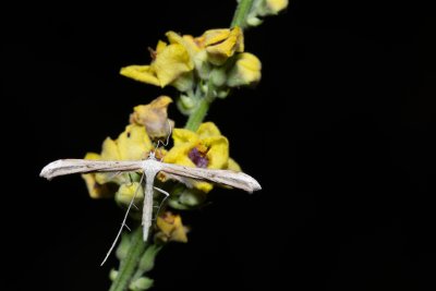 Hellinsia sp.