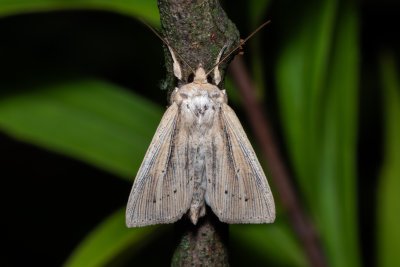 Mythimna straminea (plavokřídlec šedožlutý)