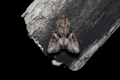 Lacanobia contigua (můra pestrá)