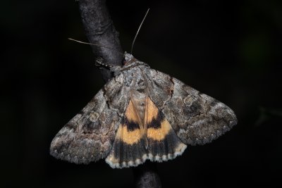 Catocala eutychea (-)