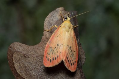 Miltochrista miniata (lišejníkovec půvabný)