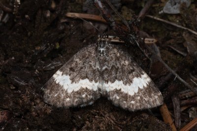 Spargania luctuata (píďalka vrbovková), PP Pohoří na Šumavě
