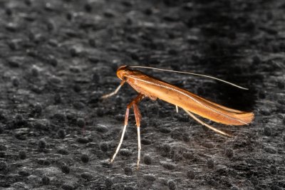 Caloptilia elongella (-)