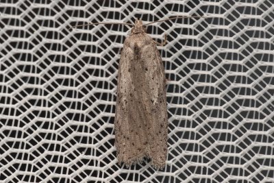 Acleris lipsiana (-)