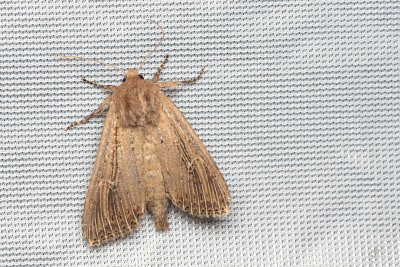 Nonagria typhae (rákosnice orobincová)
